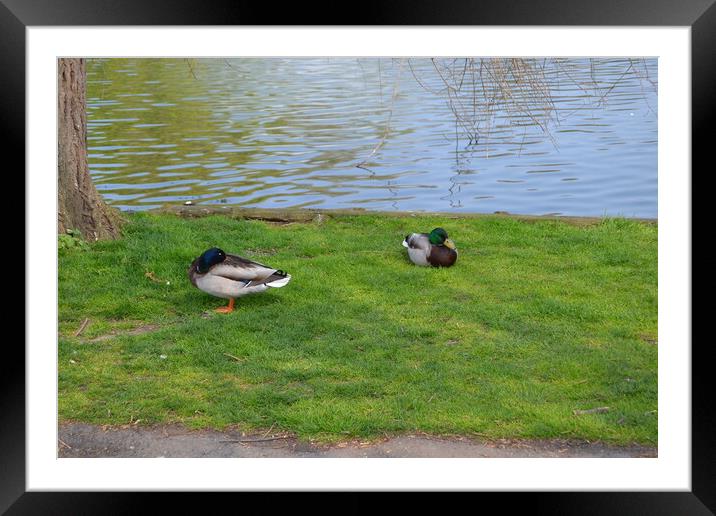 Ducks at Chelmsford Central Park Framed Mounted Print by John Bridge