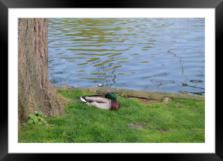 Ducks at Chelmsford Central Park Framed Mounted Print by John Bridge