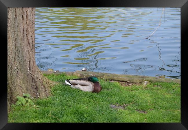 Ducks at Chelmsford Central Park Framed Print by John Bridge