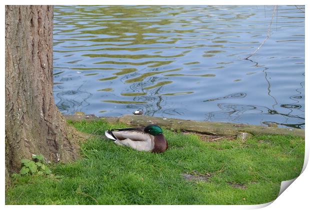 Ducks at Chelmsford Central Park Print by John Bridge
