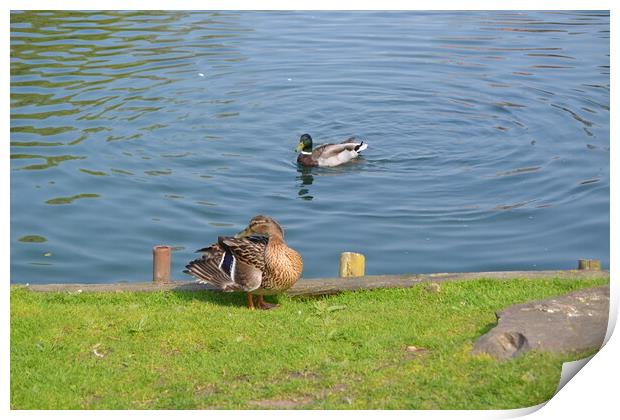 Ducks at Chelmsford Central Park Print by John Bridge