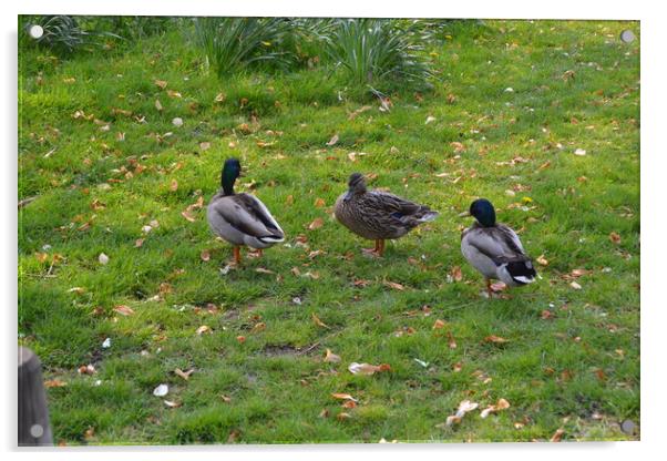 Ducks at Chelmsford Central Park Acrylic by John Bridge