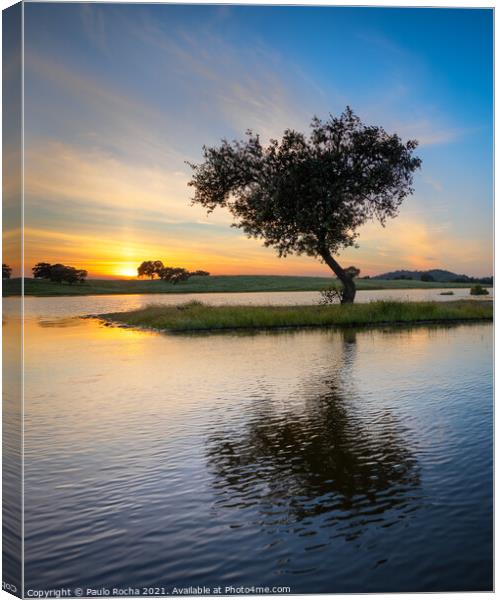 Tree surrounded by water in a lake at sunset Canvas Print by Paulo Rocha