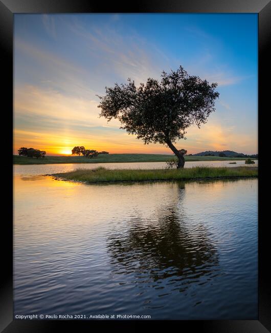 Tree surrounded by water in a lake at sunset Framed Print by Paulo Rocha