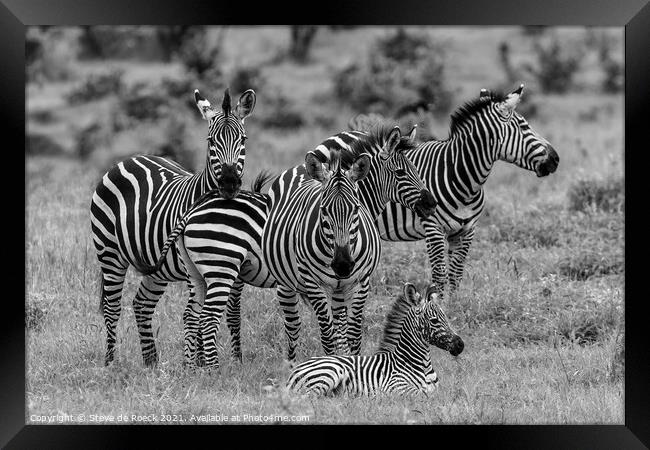 Zebra Family Framed Print by Steve de Roeck
