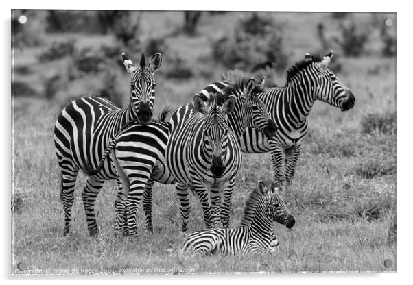 Zebra Family Acrylic by Steve de Roeck