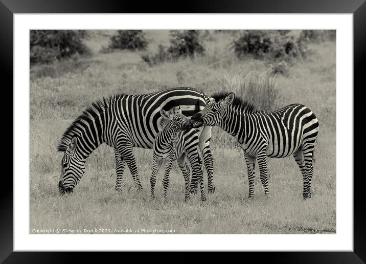 Zebra family. Framed Mounted Print by Steve de Roeck