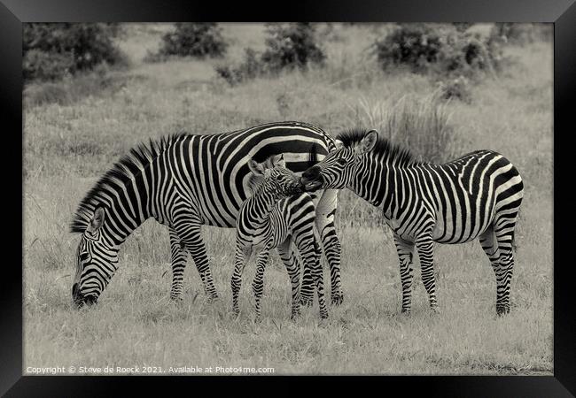 Zebra family. Framed Print by Steve de Roeck