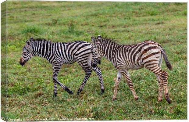 A Pair Of Baby Burchells Zebras Canvas Print by Steve de Roeck