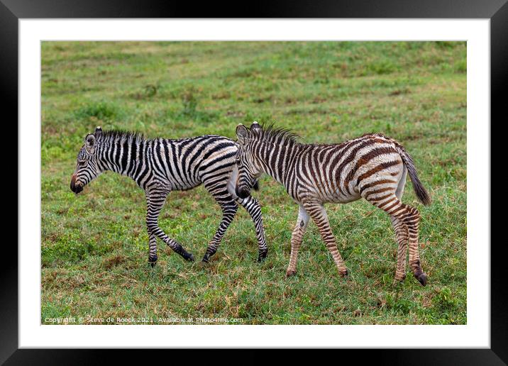 A Pair Of Baby Burchells Zebras Framed Mounted Print by Steve de Roeck
