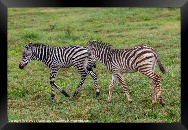 A Pair Of Baby Burchells Zebras Framed Print by Steve de Roeck