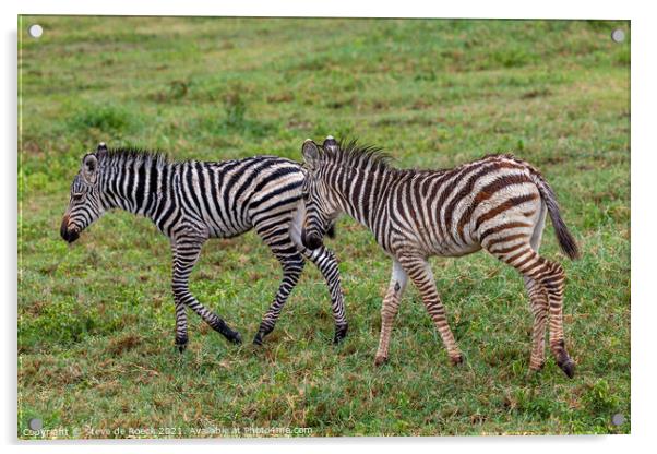 A Pair Of Baby Burchells Zebras Acrylic by Steve de Roeck