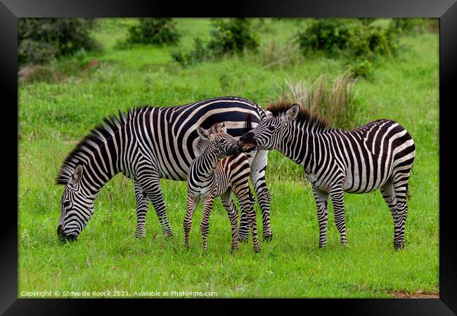 Zebra baby with parents Framed Print by Steve de Roeck