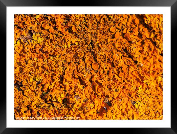 Xanthoria parietina Framed Mounted Print by Rory Hailes