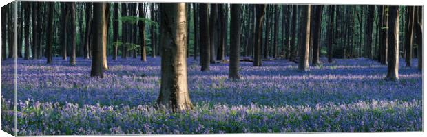 Sea of Bluebells in Micheldever forest Canvas Print by Sonny Ryse