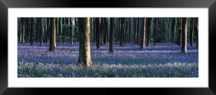 Sea of Bluebells in Micheldever forest Framed Mounted Print by Sonny Ryse