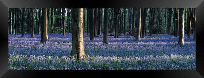 Sea of Bluebells in Micheldever forest Framed Print by Sonny Ryse