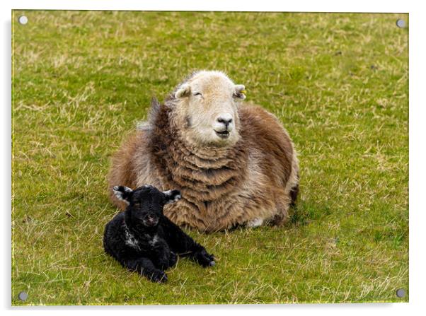 Herdwick Sheep - Mother And Lamb. Acrylic by Colin Allen