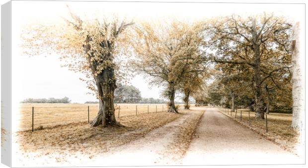 Driveway through the trees Canvas Print by Ian Johnston  LRPS