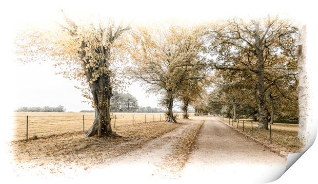 Driveway through the trees Print by Ian Johnston  LRPS