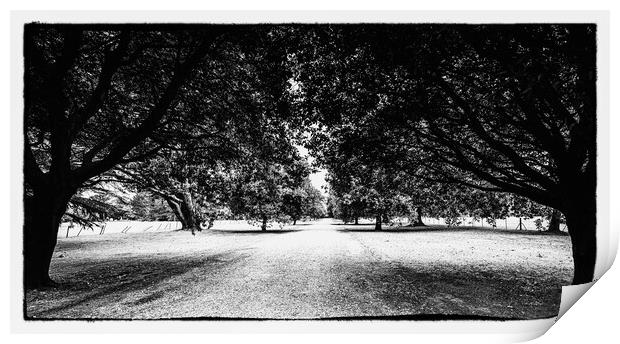 OLd effect drive through the tress Print by Ian Johnston  LRPS