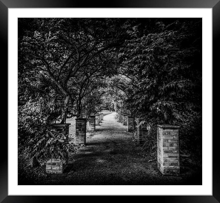 Along the dark path Framed Mounted Print by Ian Johnston  LRPS