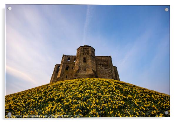 Warkworth Castle Dandelions Acrylic by david siggens