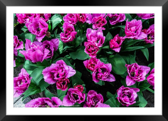 Pink tulips flowers Framed Mounted Print by Maria Vonotna