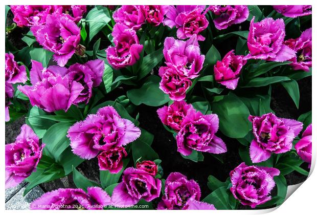 Pink tulips flowers Print by Maria Vonotna
