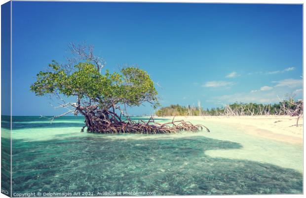 Mangrove tree on the beach of Cayo Levisa, Cuba Canvas Print by Delphimages Art