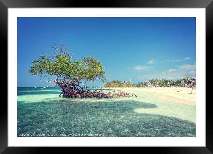 Mangrove tree on the beach of Cayo Levisa, Cuba Framed Mounted Print by Delphimages Art