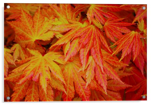 Japanese Red Maple Acrylic by Ian Pettman