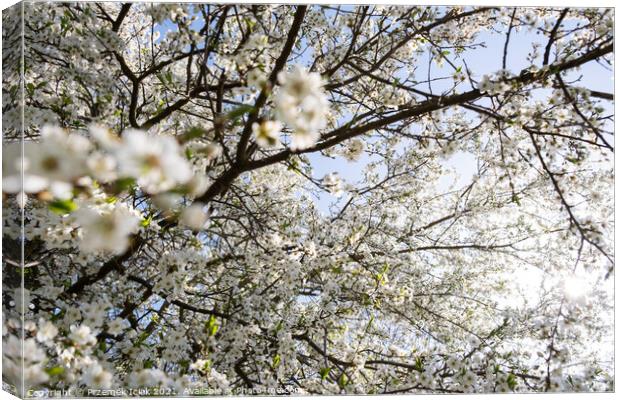 Branch of a blossoming tree with beautiful white flowers Canvas Print by Przemek Iciak