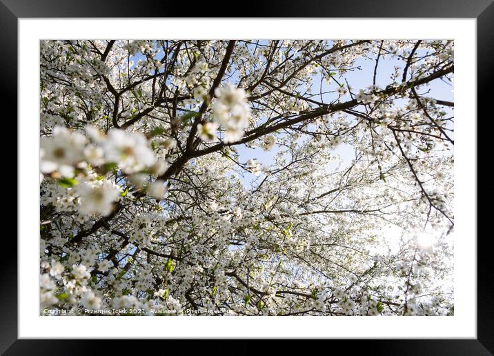Branch of a blossoming tree with beautiful white flowers Framed Mounted Print by Przemek Iciak