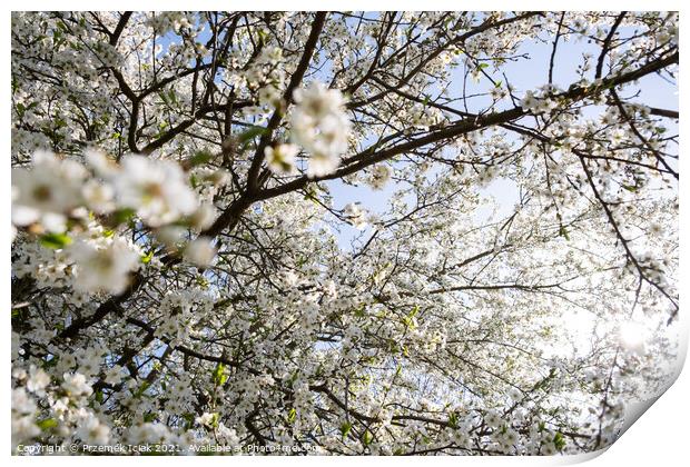 Branch of a blossoming tree with beautiful white flowers Print by Przemek Iciak