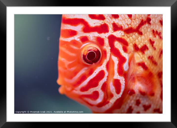 Discus Symphysodon, freshwater fish native to the Amazon River, in fishtank Framed Mounted Print by Przemek Iciak