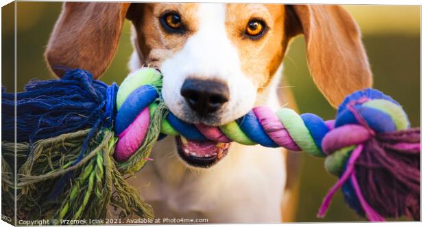 Beagle dog runs in garden towards the camera with colorful toy. Sunny day dog fetching a toy. Canvas Print by Przemek Iciak