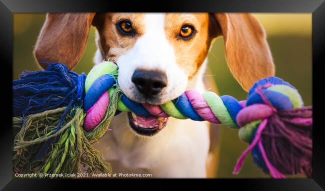 Beagle dog runs in garden towards the camera with colorful toy. Sunny day dog fetching a toy. Framed Print by Przemek Iciak