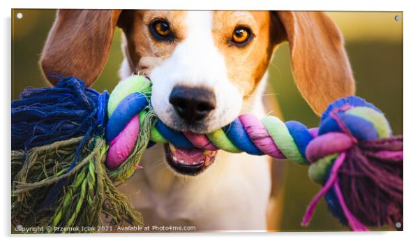 Beagle dog runs in garden towards the camera with colorful toy. Sunny day dog fetching a toy. Acrylic by Przemek Iciak