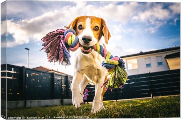 Dog run, beagle jumping fun in the garden summer sun with a toy fetching Canvas Print by Przemek Iciak
