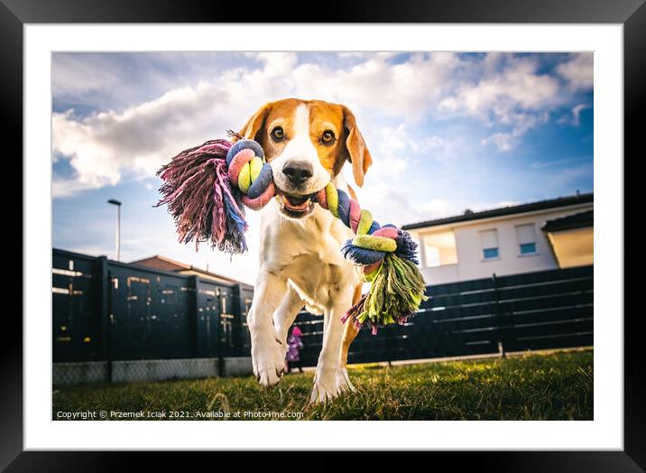 Dog run, beagle jumping fun in the garden summer sun with a toy fetching Framed Mounted Print by Przemek Iciak