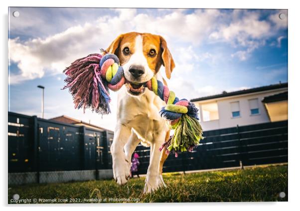 Dog run, beagle jumping fun in the garden summer sun with a toy fetching Acrylic by Przemek Iciak