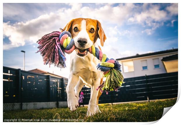 Dog run, beagle jumping fun in the garden summer sun with a toy fetching Print by Przemek Iciak