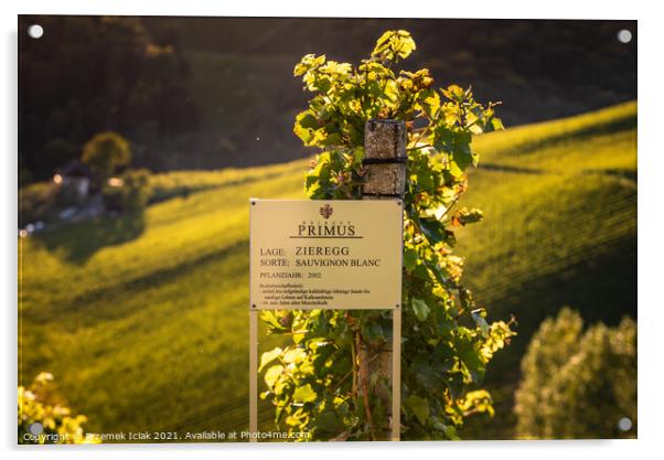 View at famous vineyard in south styria, Austria on tuscany like vineyard hills. Tourist destination Acrylic by Przemek Iciak