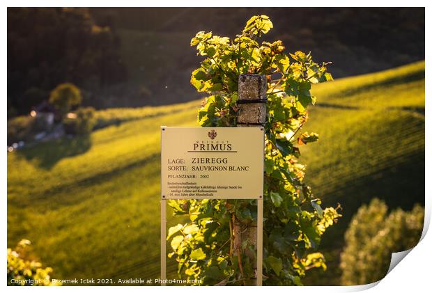 View at famous vineyard in south styria, Austria on tuscany like vineyard hills. Tourist destination Print by Przemek Iciak