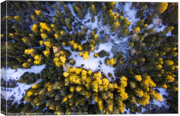 Winter forest aerial view from above during sunset Canvas Print by Przemek Iciak