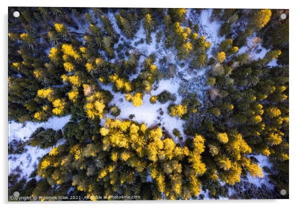 Winter forest aerial view from above during sunset Acrylic by Przemek Iciak