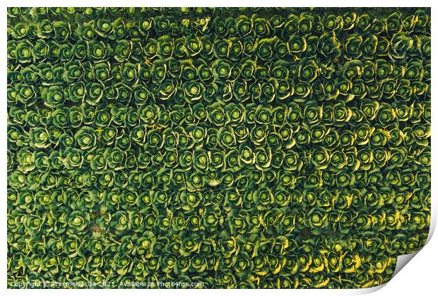 Aerial view at rows of cabbage in sunset light. Print by Przemek Iciak