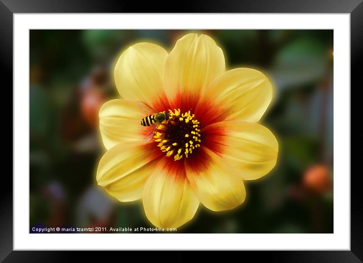 Busy....hoverfly Framed Mounted Print by Maria Tzamtzi Photography