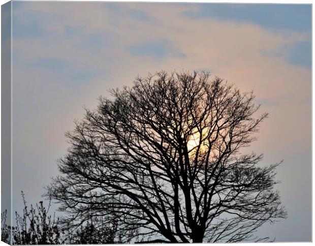 Sunset in the tree Canvas Print by Roy Hinchliffe